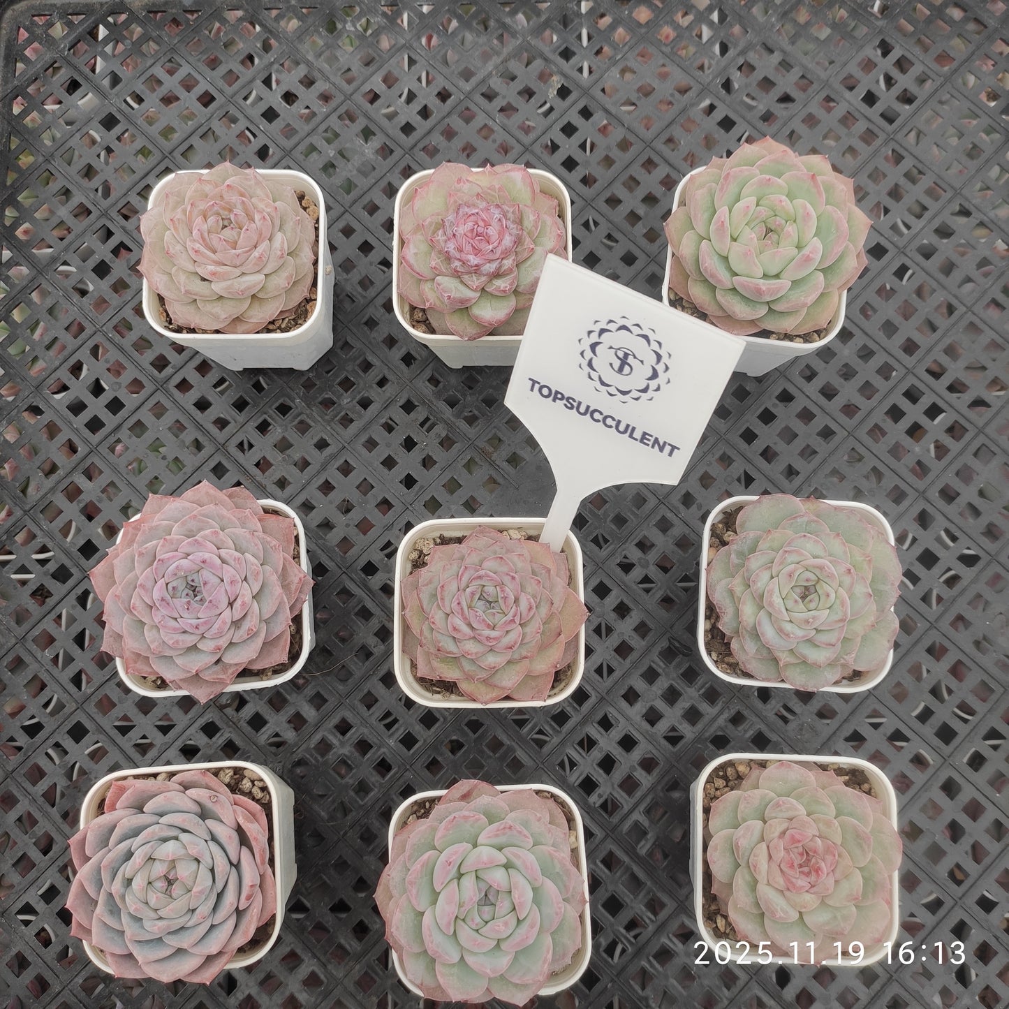 22737 ティプシー