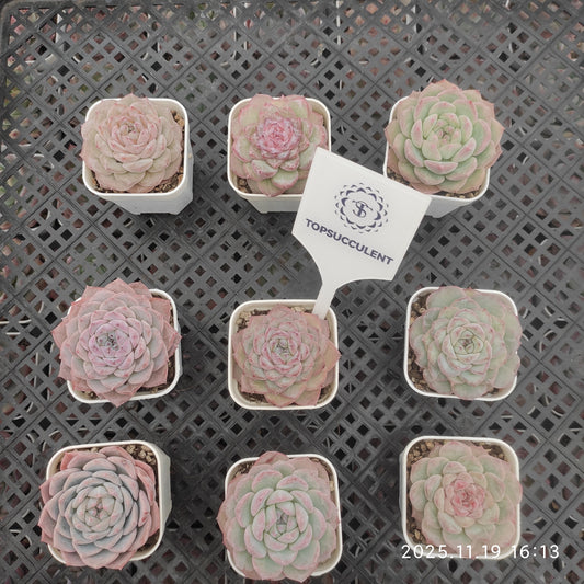 22737 ティプシー