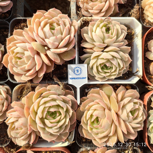 24132 オウンスロー