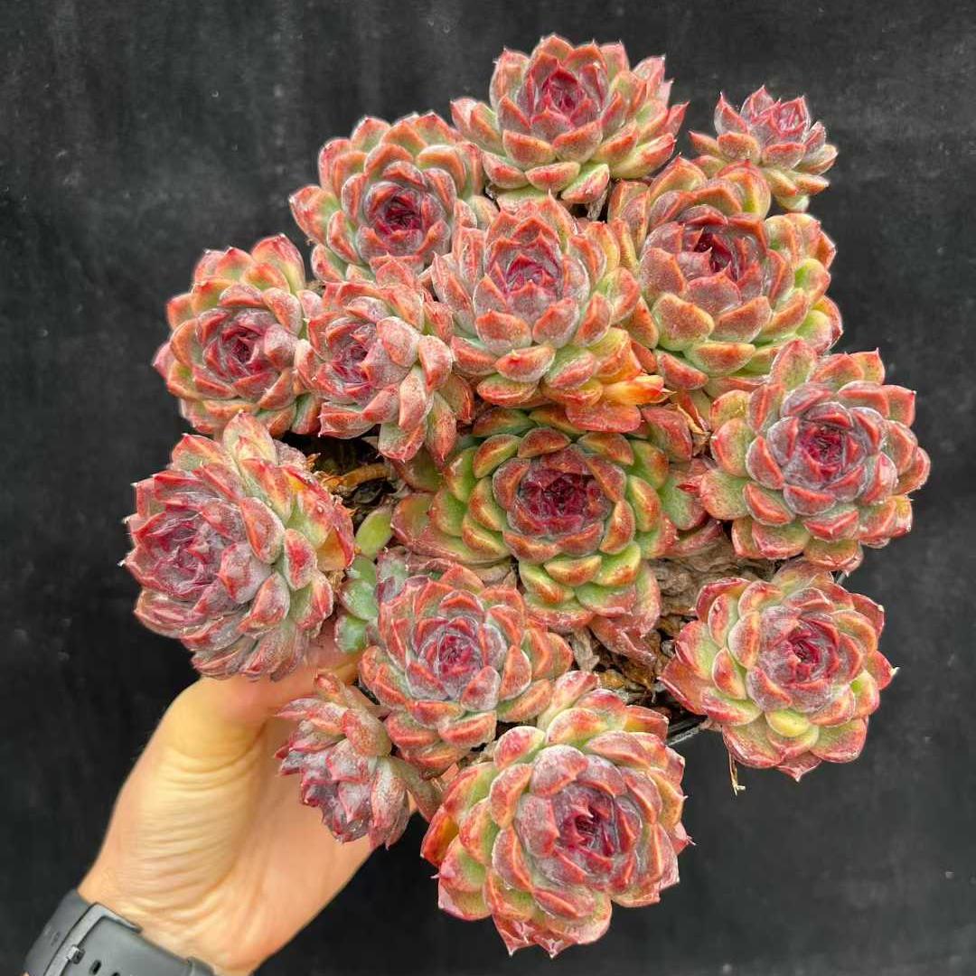 22564  ブルーラバー（16cm pot）