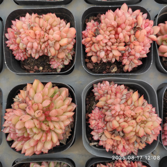 LMM417 レッドキング綴化（5.5cm pot）
