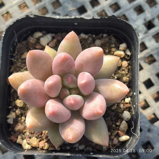 HBY035 エンジェルスフィンガー(6.5cm pot)