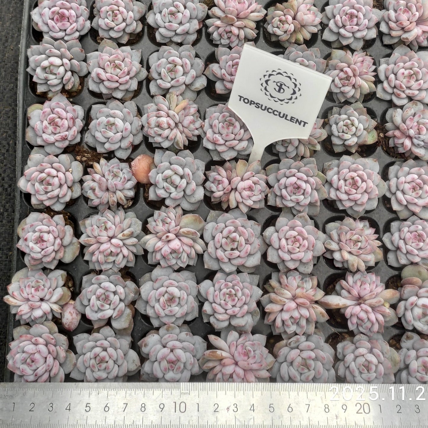 22133  スター　モンロー（3cm pot）（ポット苗）