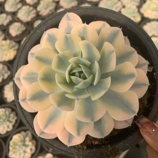 23649 マケベニア錦（16cm pot）