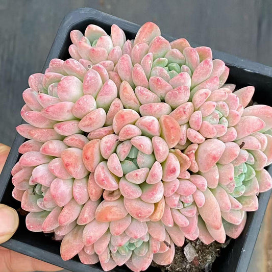 23201 ジェード　リング（12cm pot）