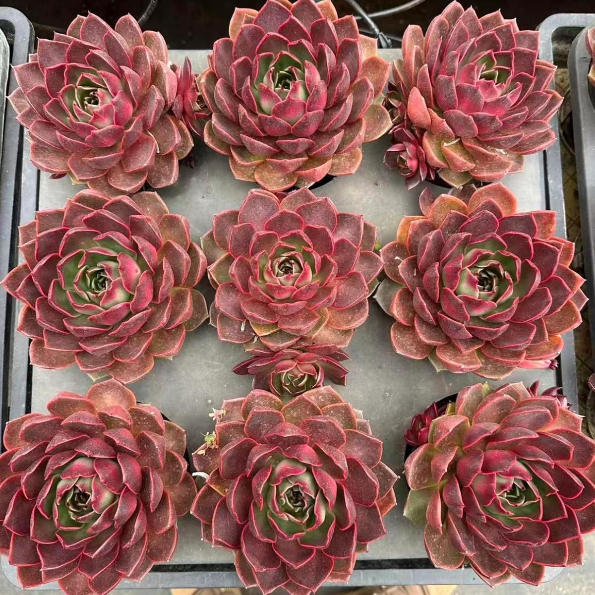 22622  ホシノー（10cm pot）