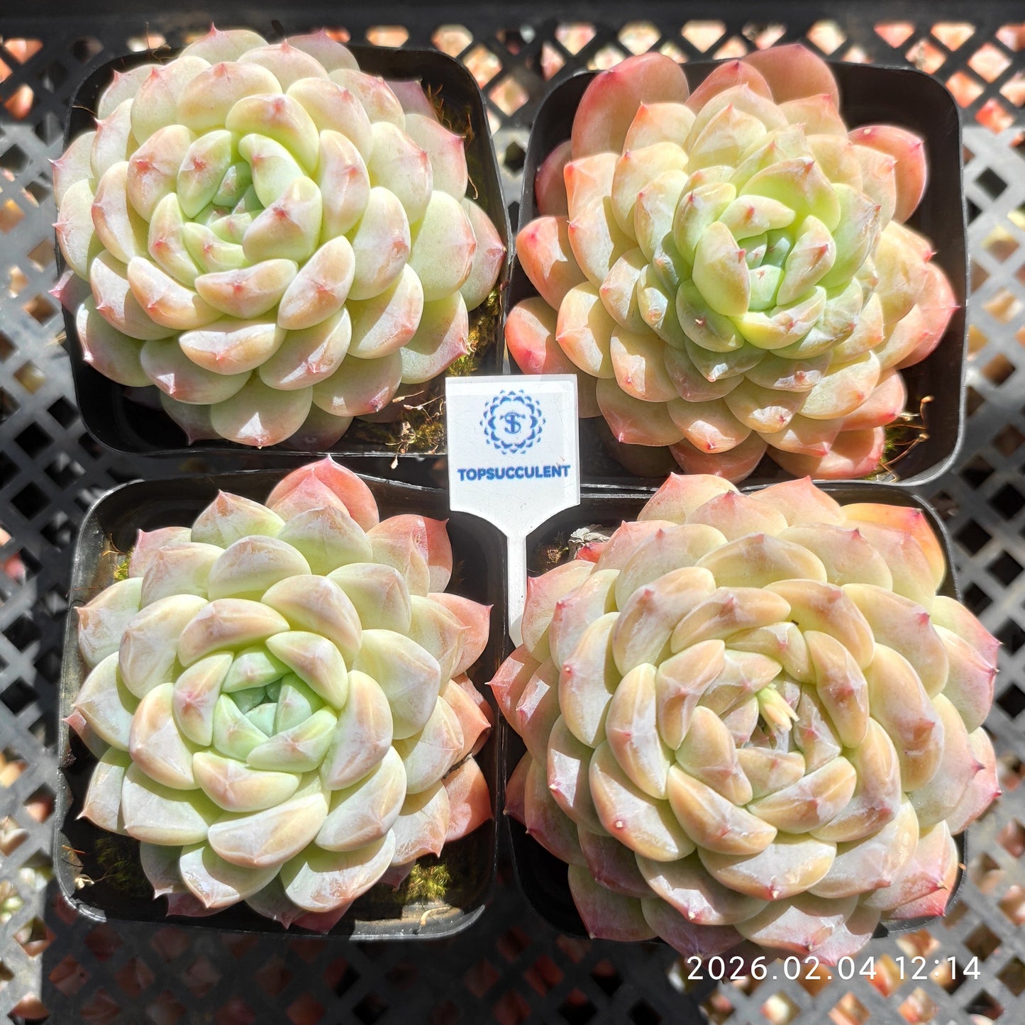 12832 アイススピリット