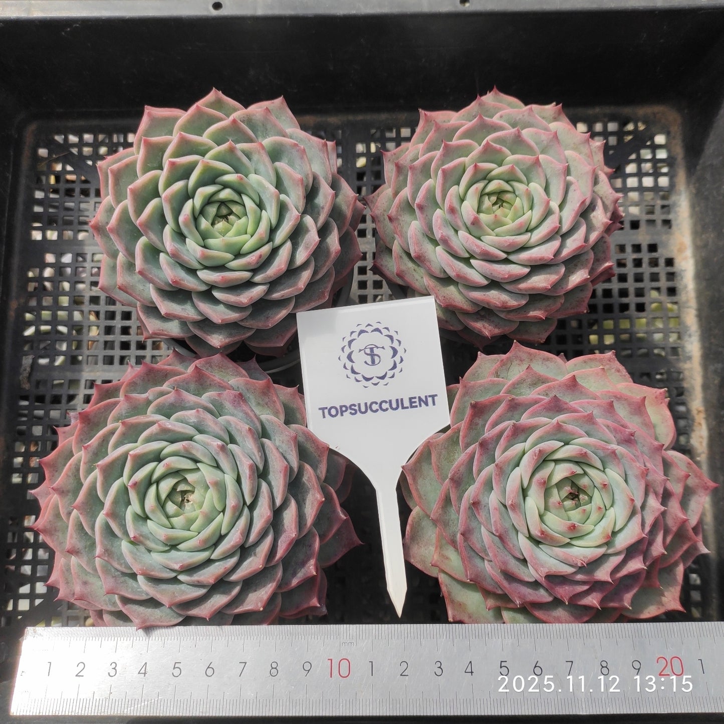 22518  アローン　スター x ピンク　クリスタル　ローズ（9cm pot）