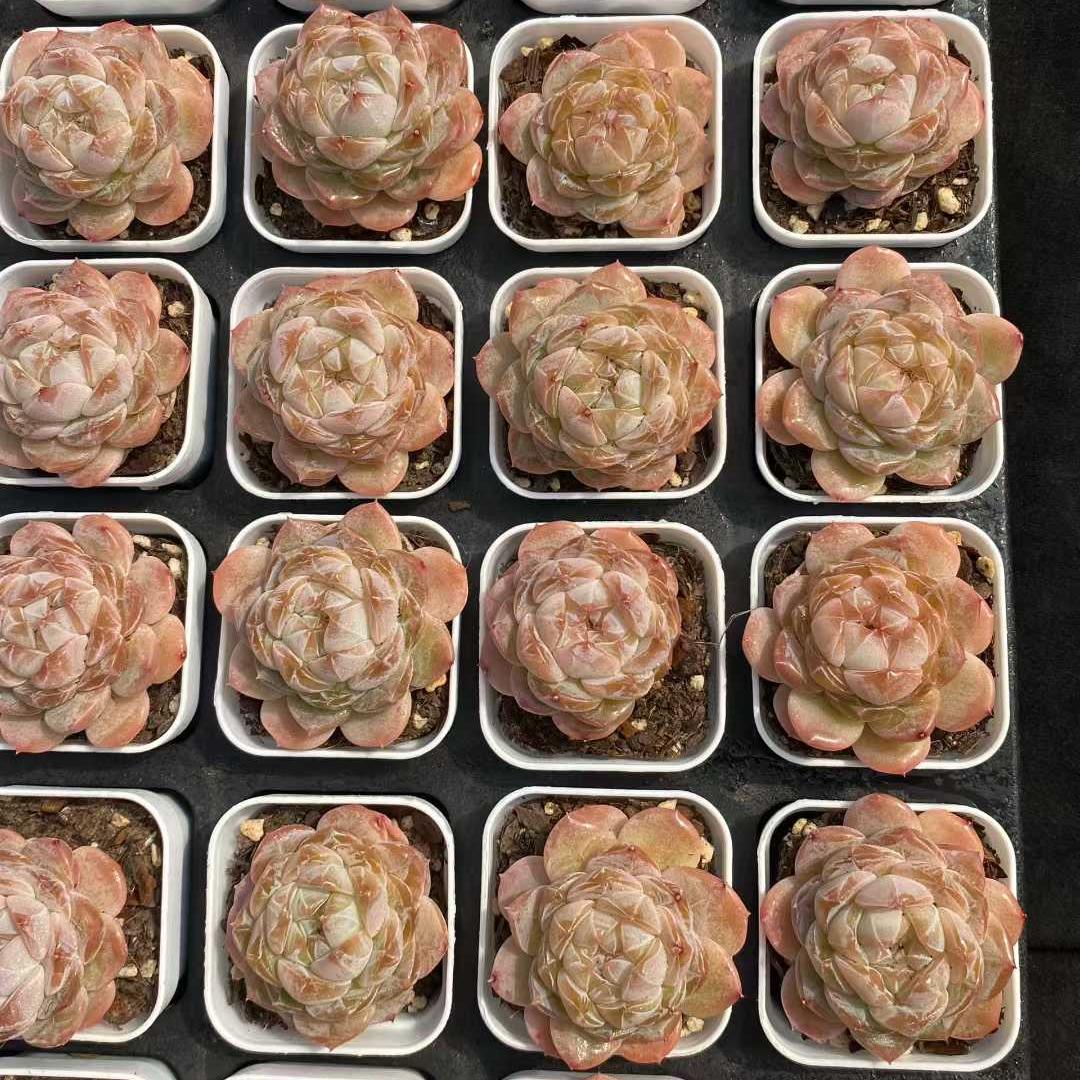 22711 オーロラジェリー