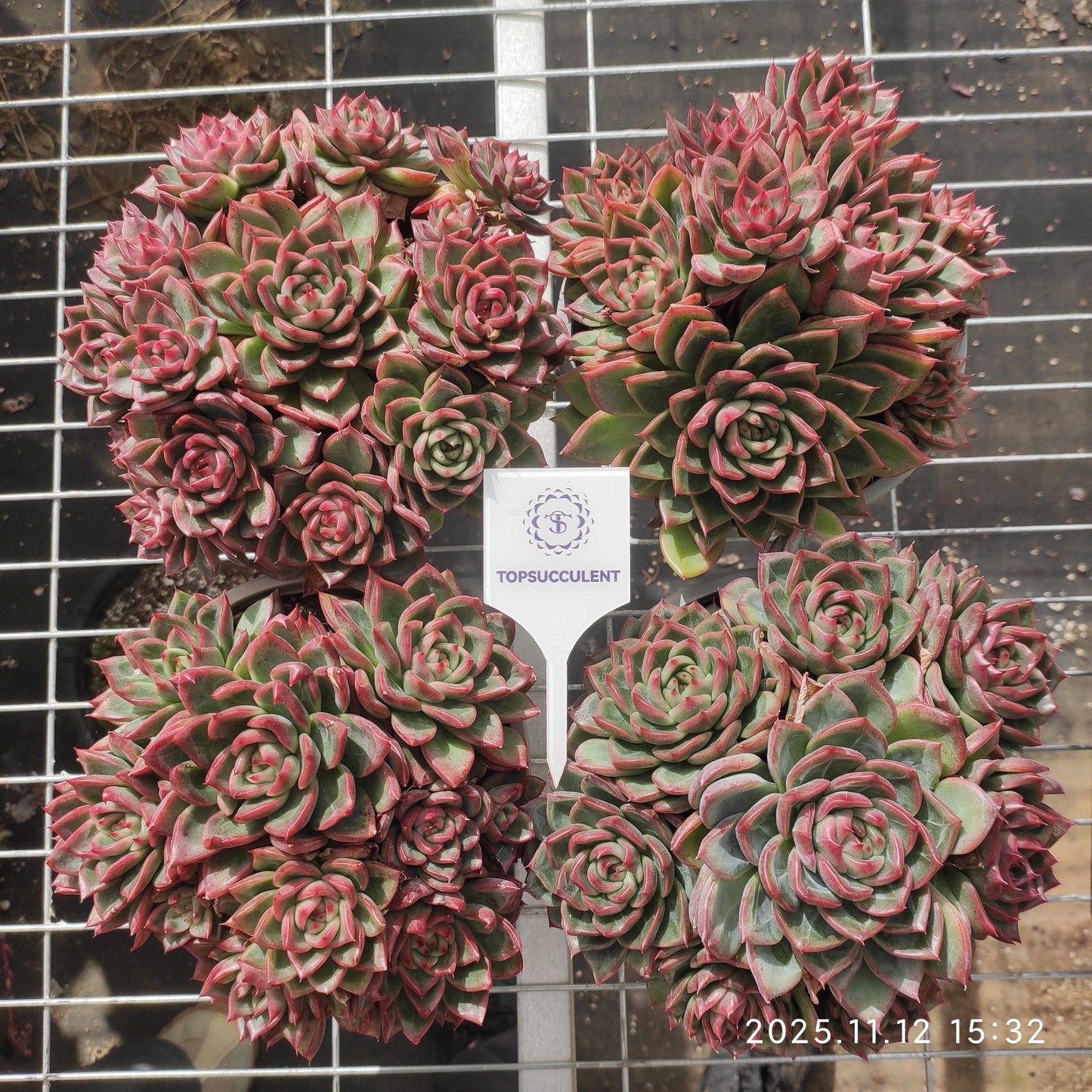 22536  ローリター（18cm pot）