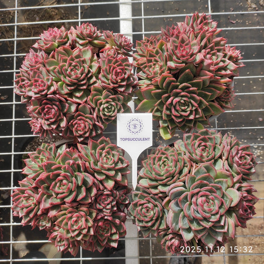 22536  ローリター（18cm pot）