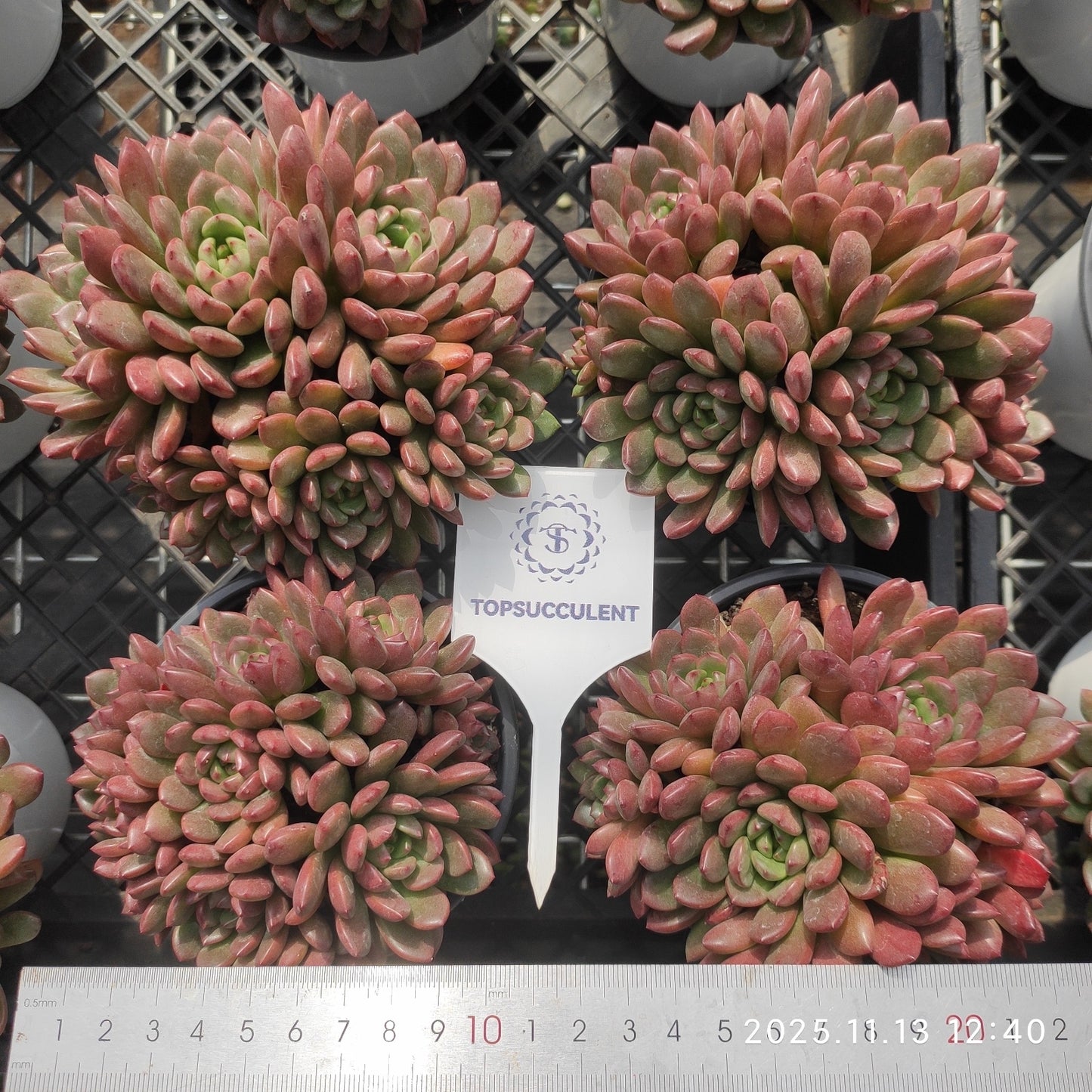 20913  ピンクルビー（11cm pot）