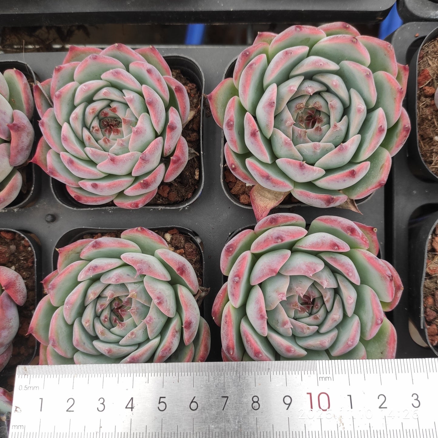 22599  チワワエンシス（6.5cm pot）