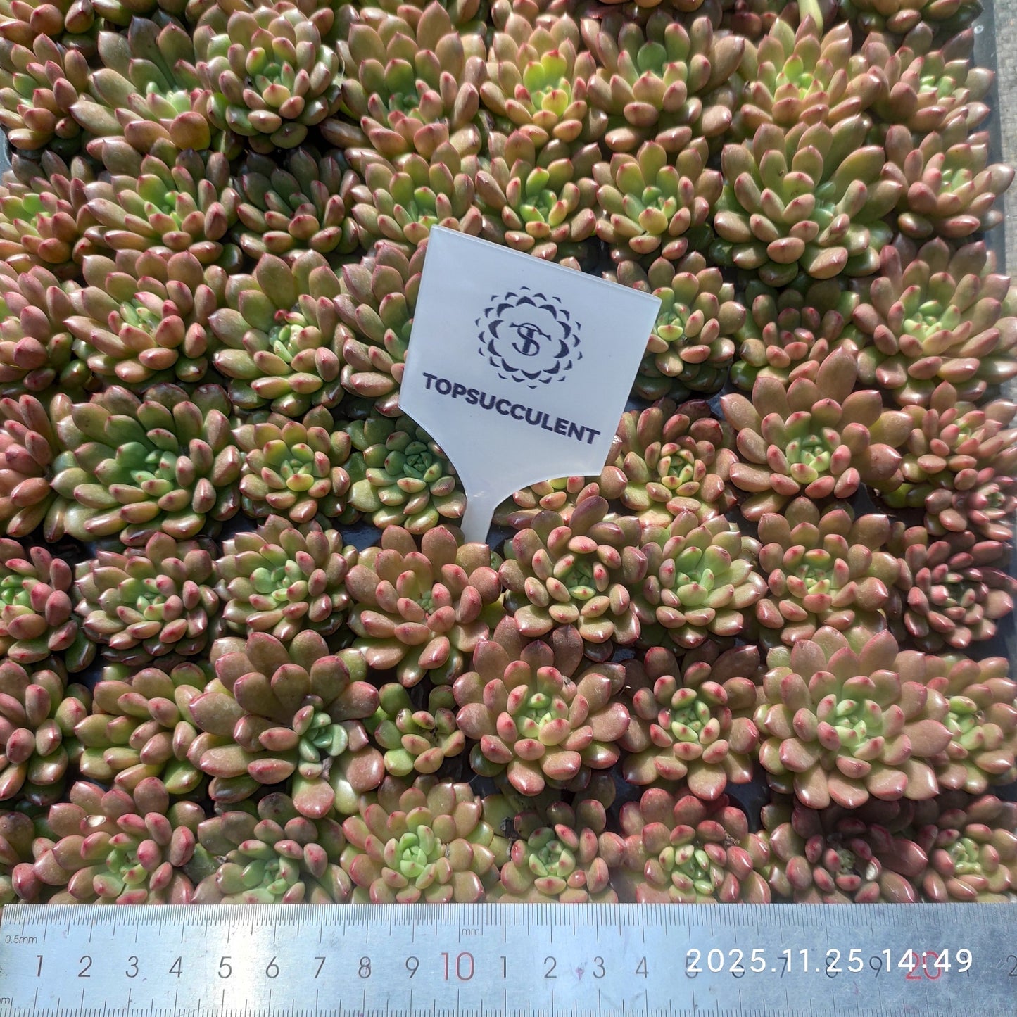 220591 ピンクルビー（3cm pot）（ポット苗）