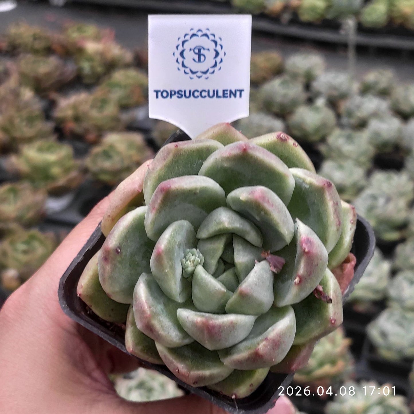 361393 サックヤング