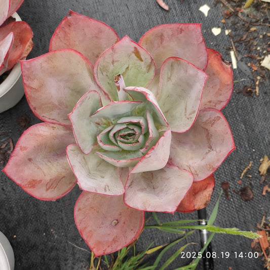 ZAJ061 ケネディー（23cm pot）