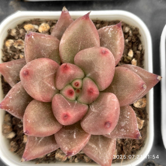 MMY980 レッドソウル（5.5cm pot）