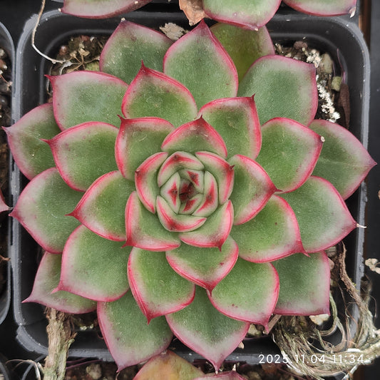 19878 アイビー錦（7cm pot）