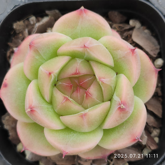 MMY1161 ジェイド グロウ ジェニー（6.3cm pot）
