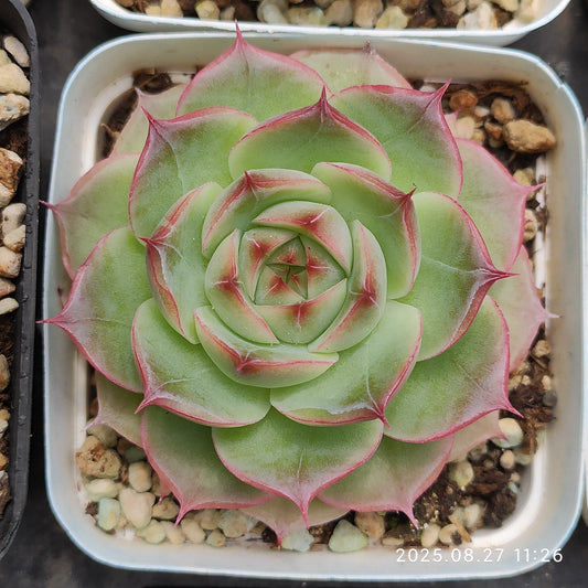 XQ1415 ロータスHyb（7cm pot）