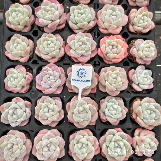 24368 アイスグリーン