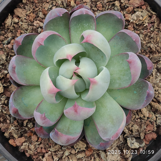 THEH001 カシオ（18cm pot）