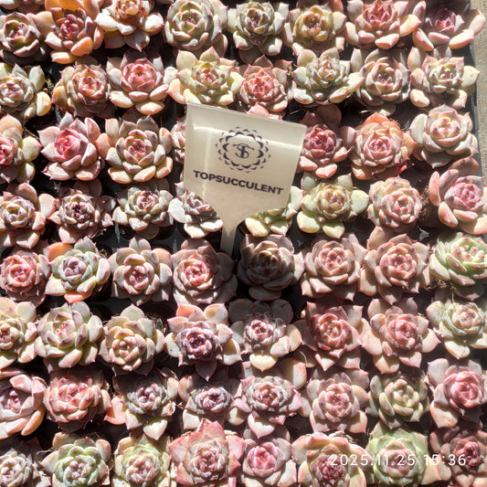 220541 アイス　ロータス（3cm pot）（ポット苗）