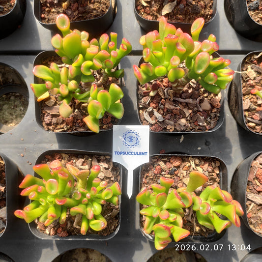 22846 クラッスラ　オブリくア　ゴルム