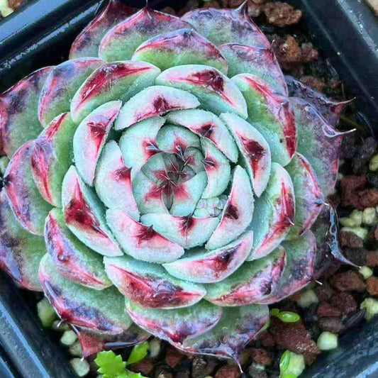 25009 インピアリアル　コンキュバイン