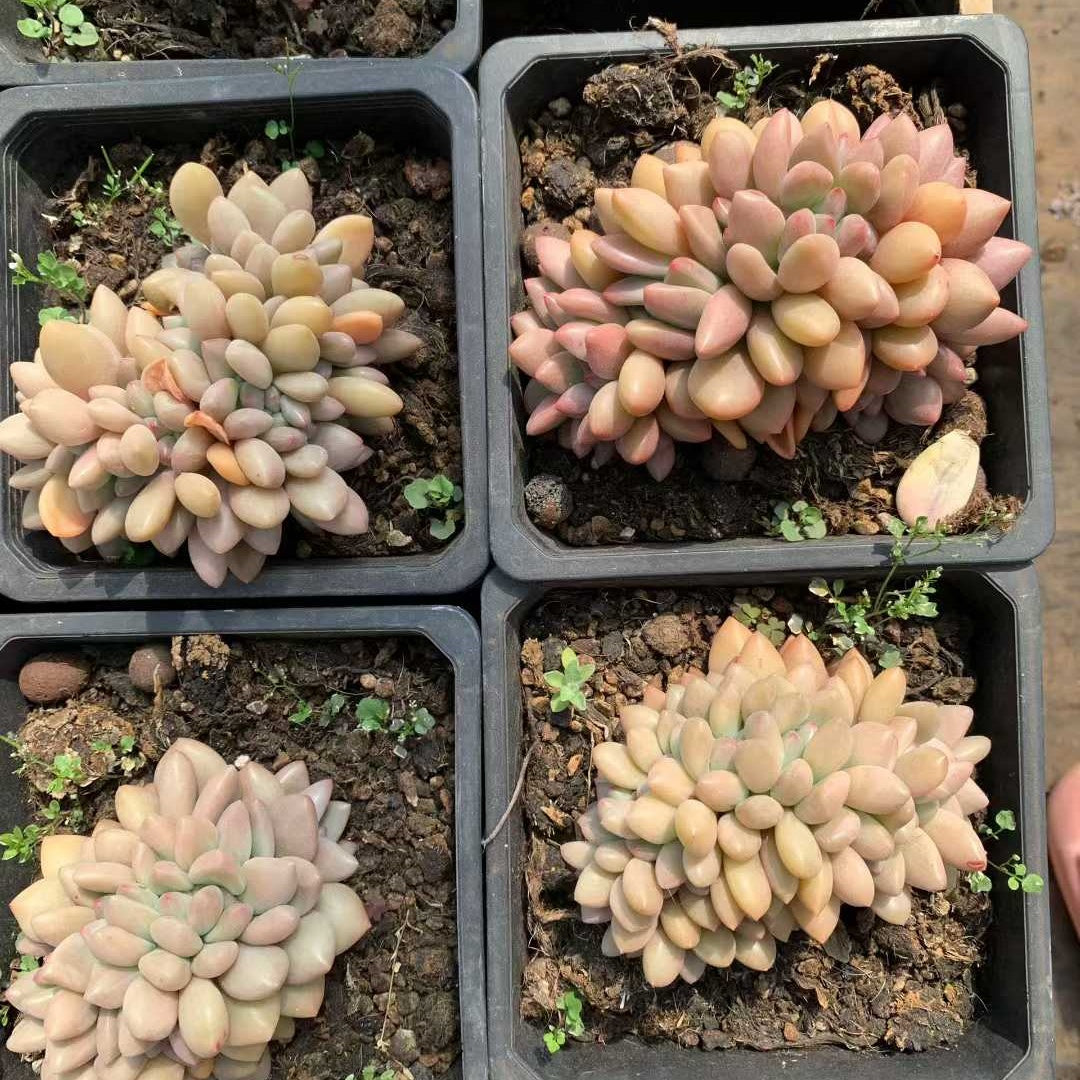 21158 ルビードナ綴化