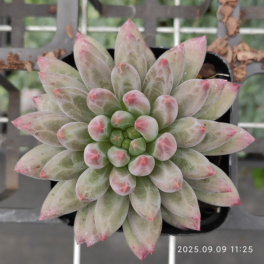 MMT834 チェリーズ（7cm pot）