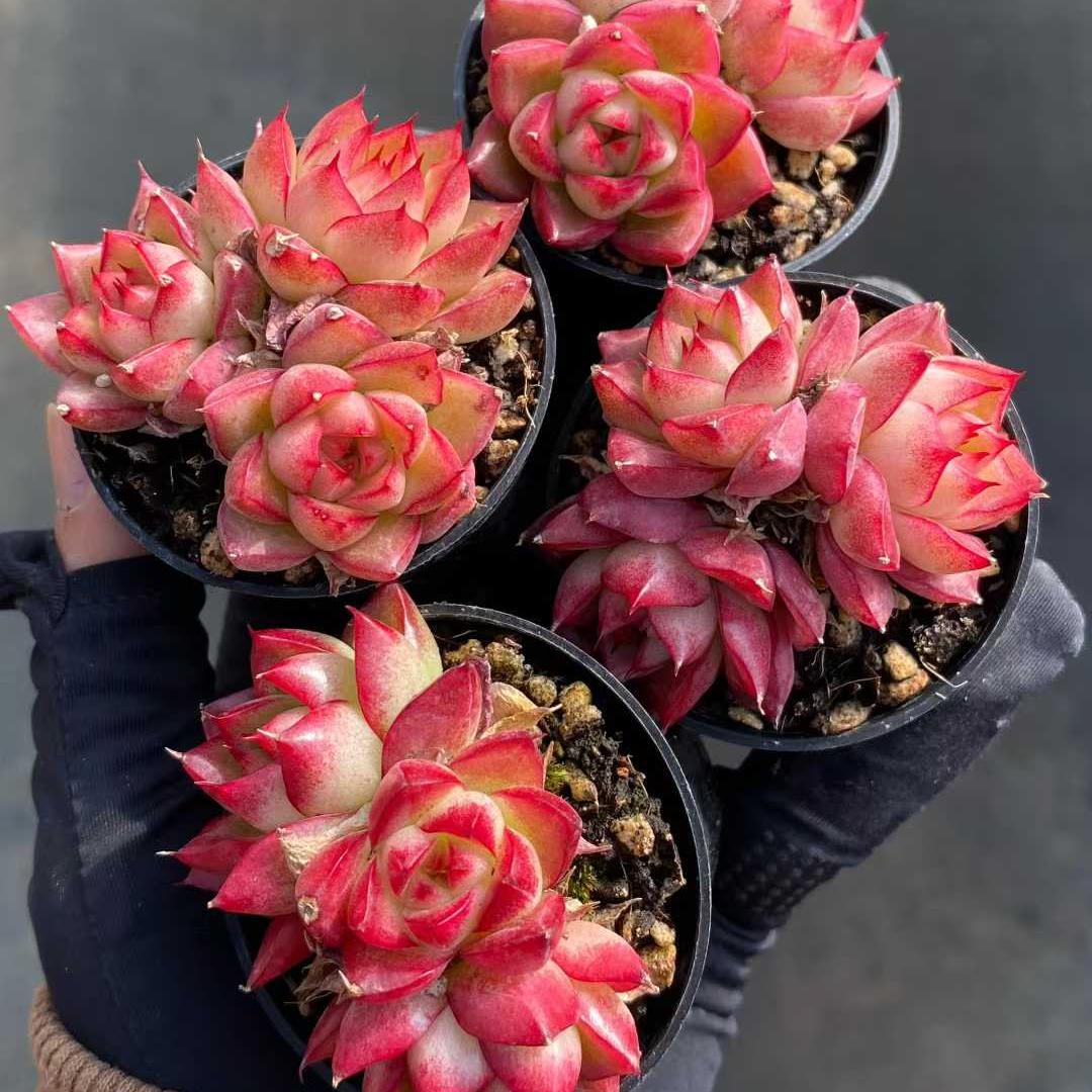 20875 ドリームクイーン