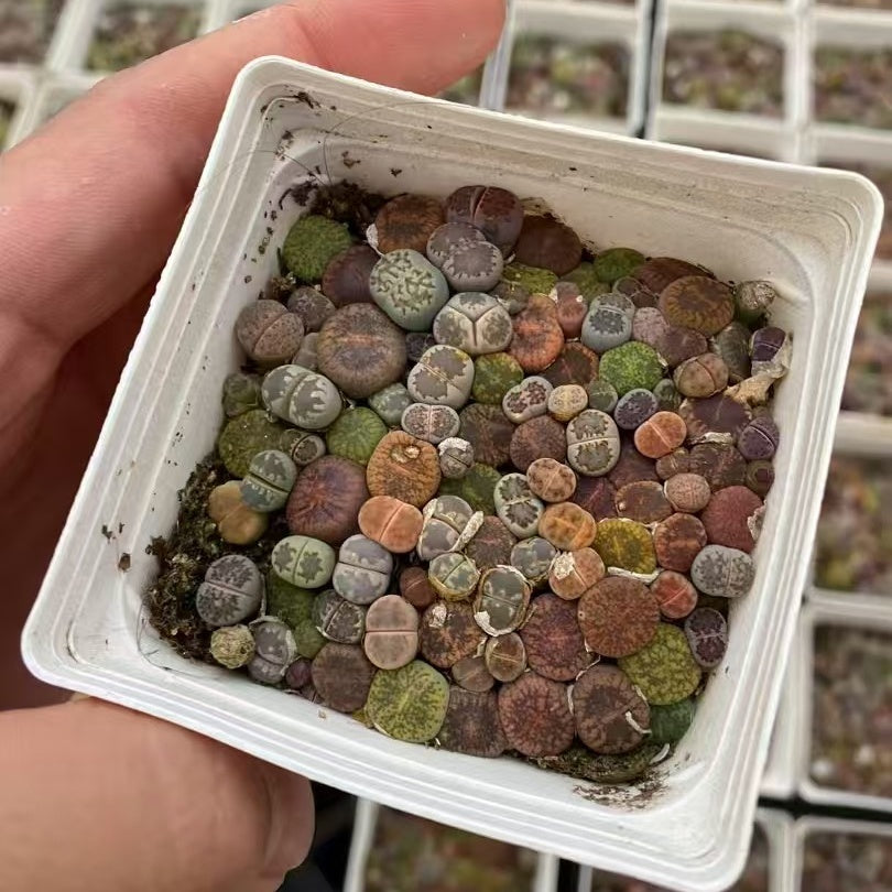 YNLH002-POT リトープス ミックス  (7cm pot)