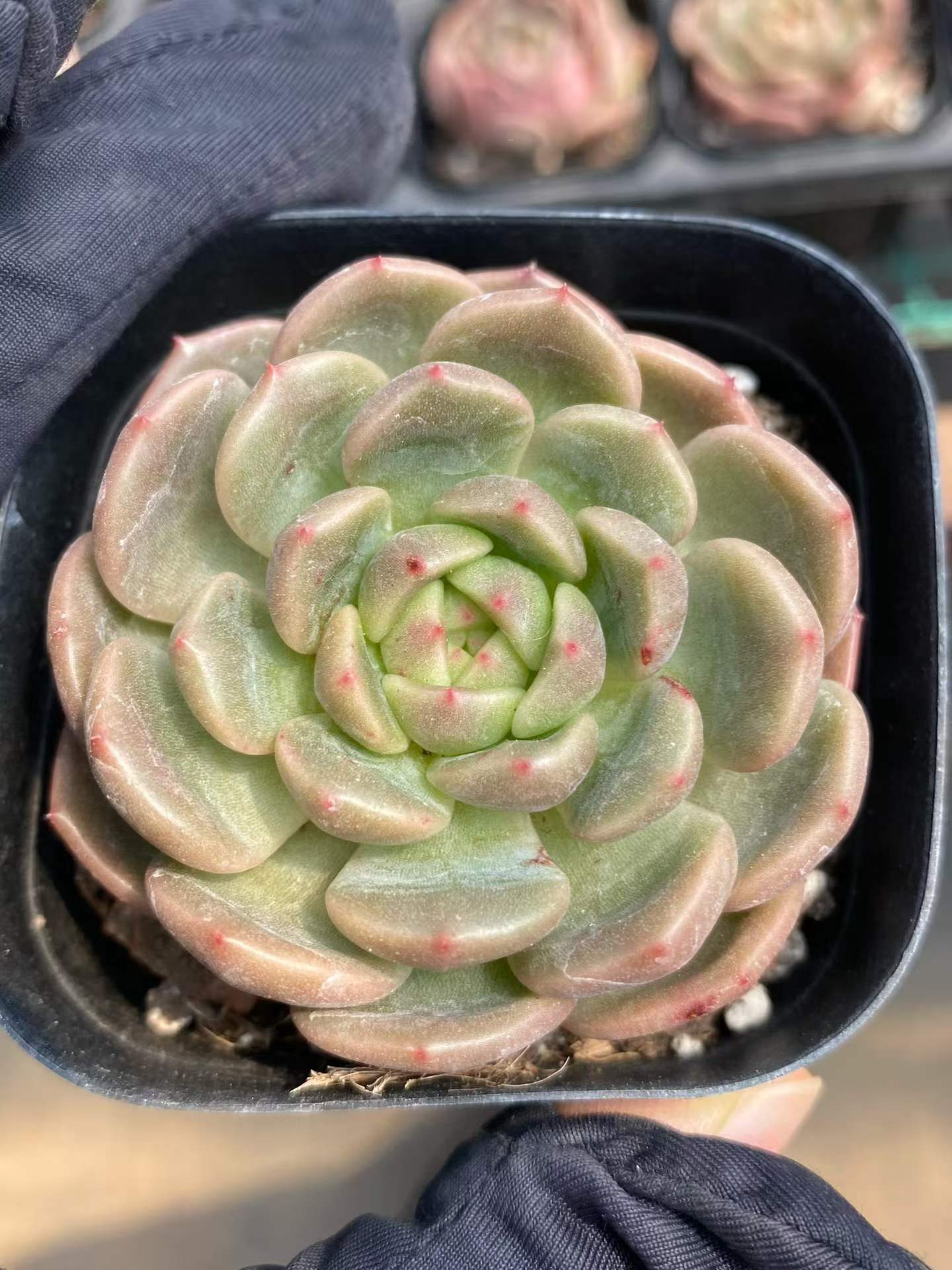MMY1241 パシフィックプリンセス（6.3cm pot）