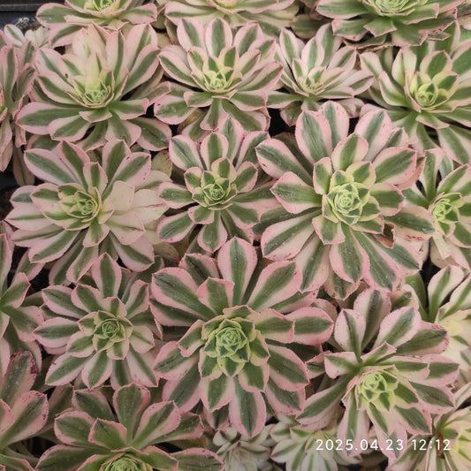 ON755 ポーシャー（8cm pot）