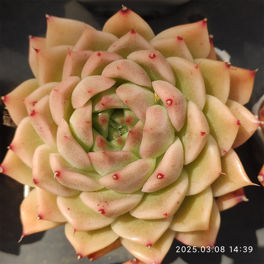 NGN591 マルギャンHyb （7cm pot）