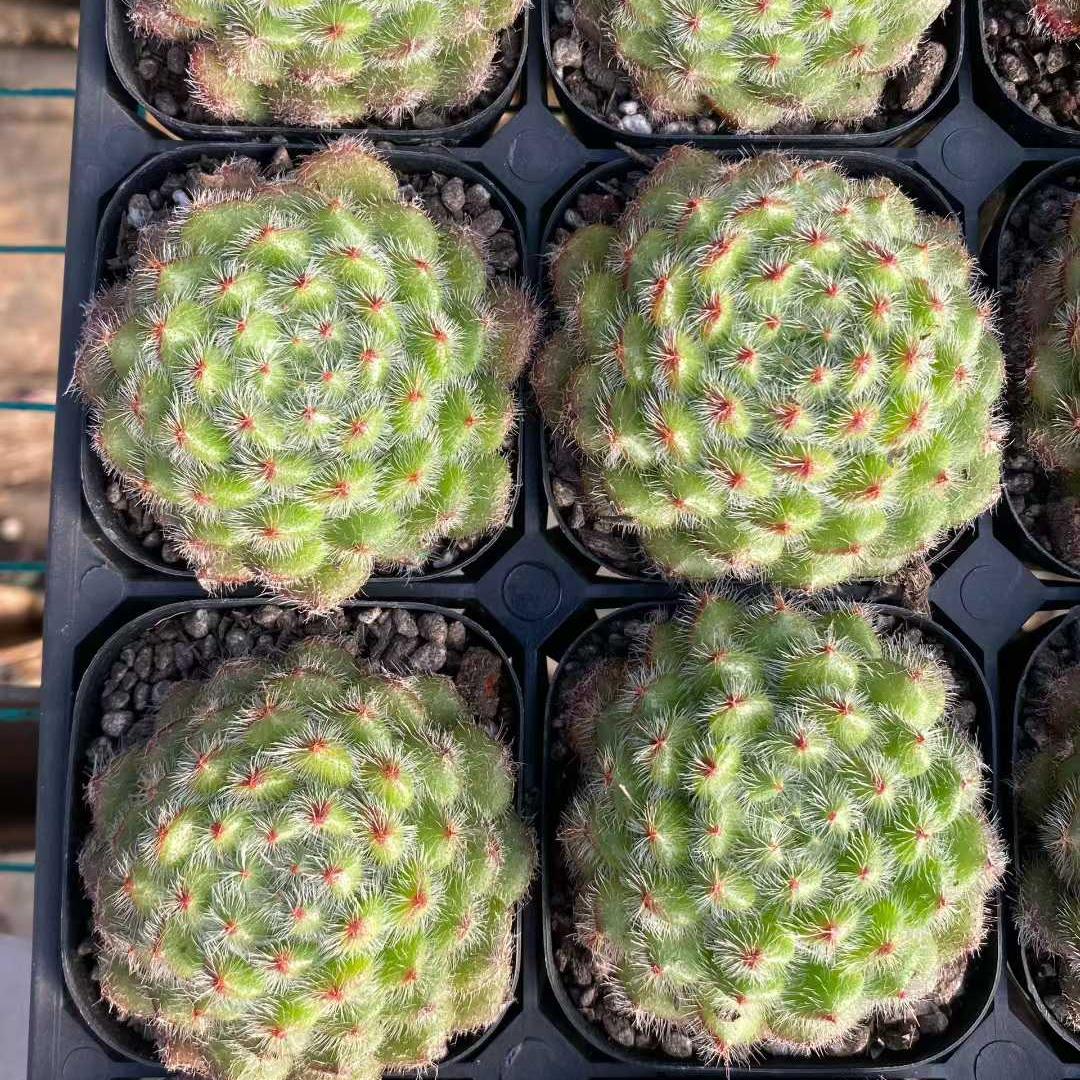 15448 ゴールデン フルーツ