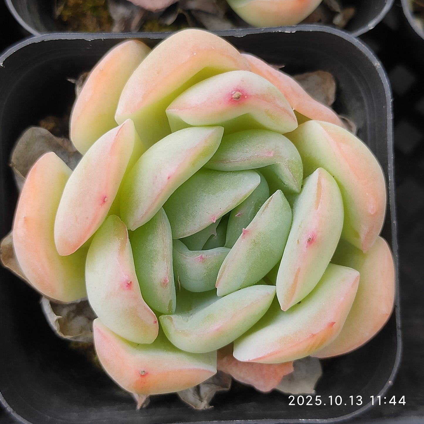 QN568 スリョン（6cm pot）
