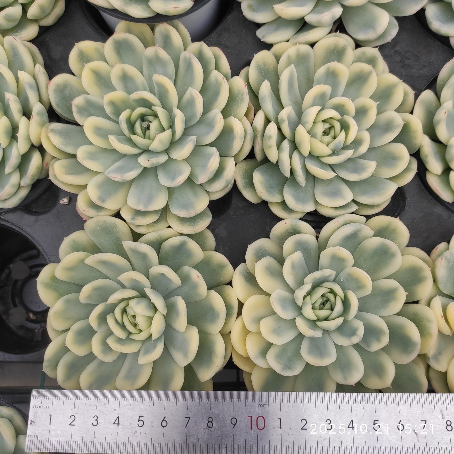 MMY1383 ストロベリー アイス錦（9cm pot）