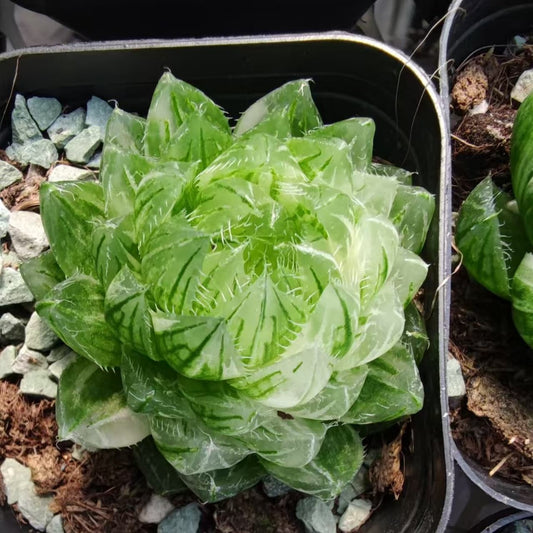 SJC417 樱水晶玉露锦（6.5cm pot）