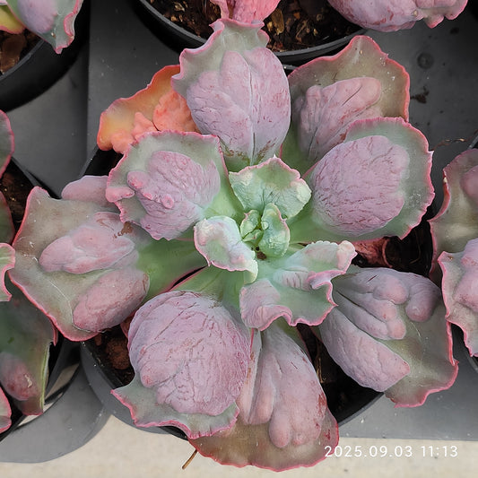 ZZA136 バロンボールド（11cm pot）