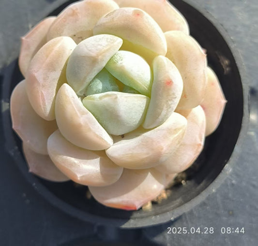 JC130 ホワイトオレンジ(5cm pot)