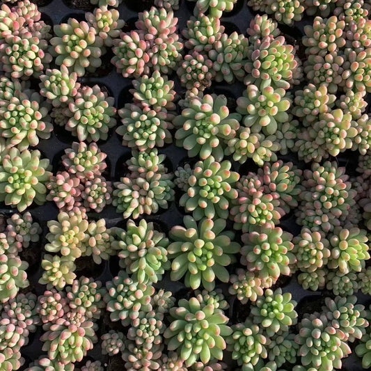 23457 花火（3cm pot）（ポット苗）