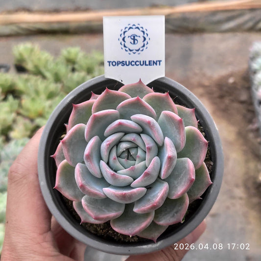 361394 ムーン ブラッシュ