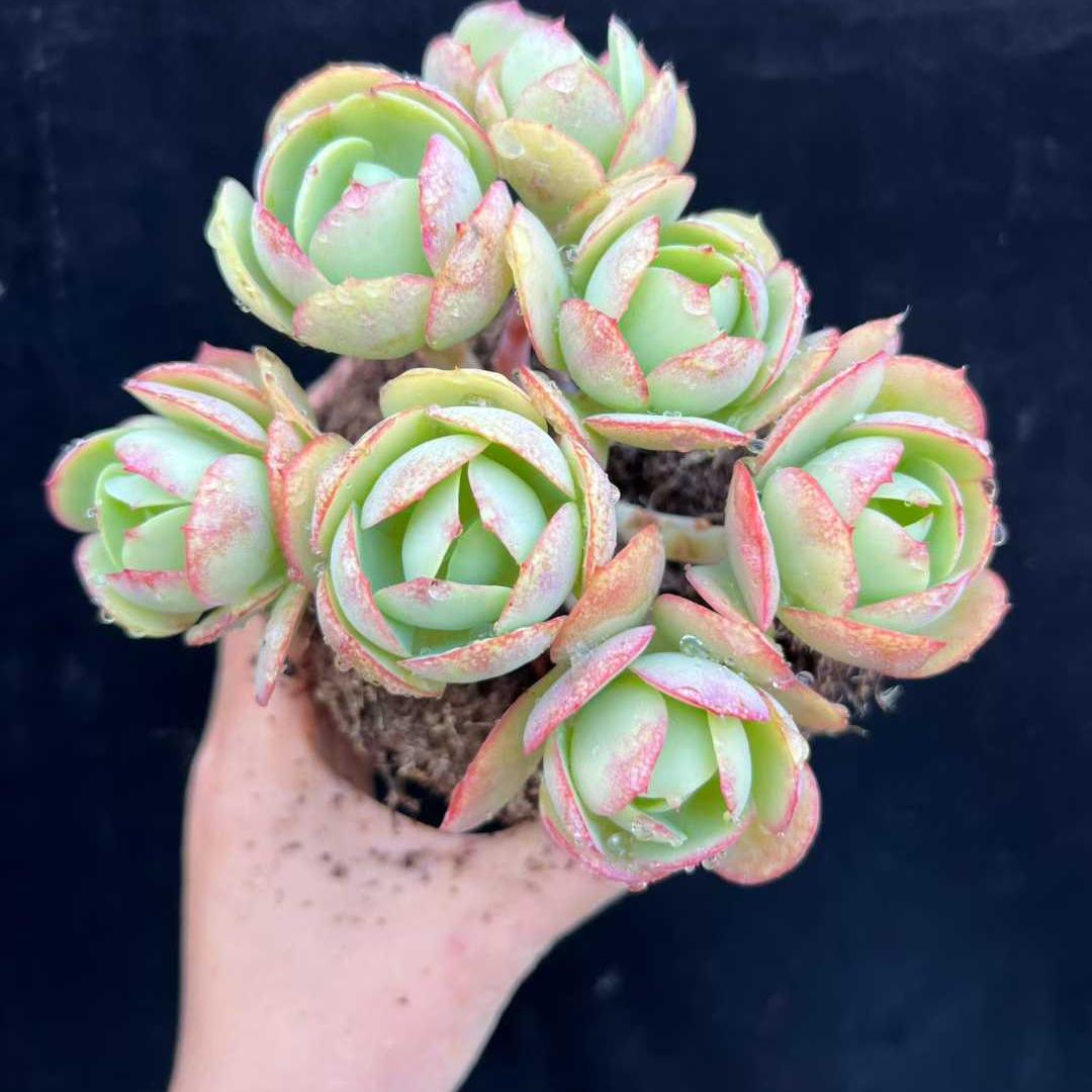 22228 ピーチプライド（14cm pot）