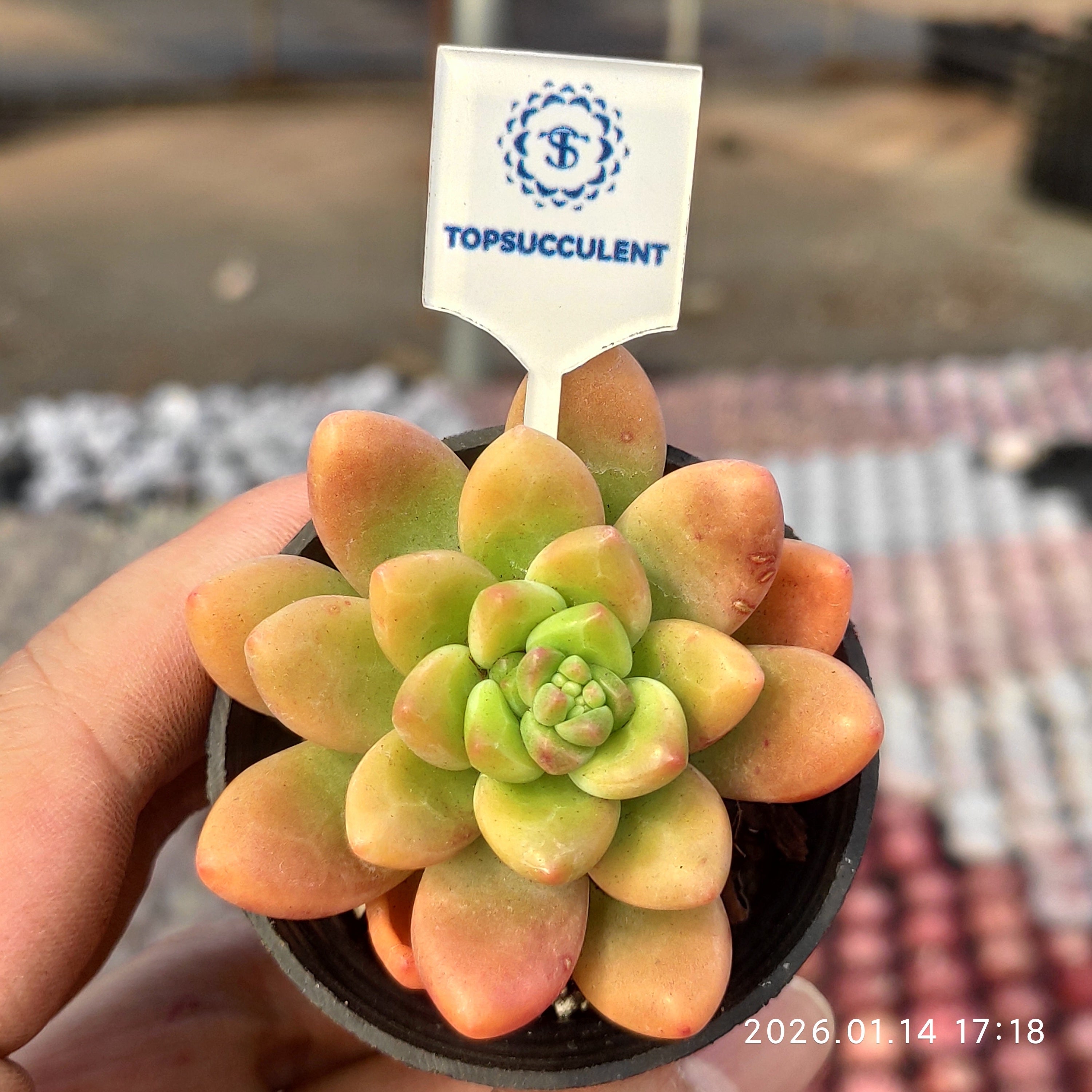 TOPSUCCULENT 10個 25717 ラウィ 多肉植物 エケベリア 抜き苗・10～14