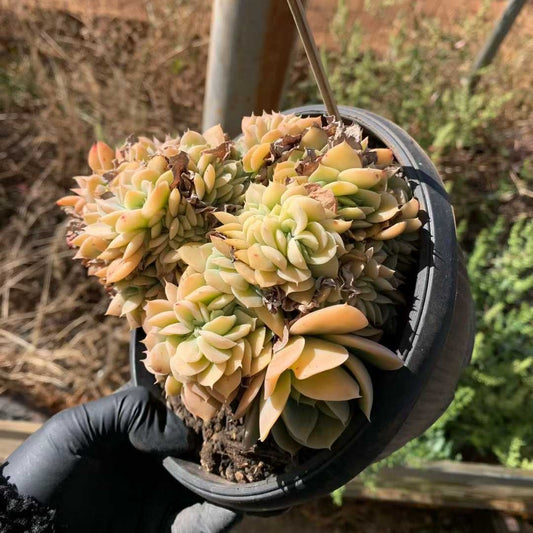 26225 レモンローズ ハイブリッド綴化