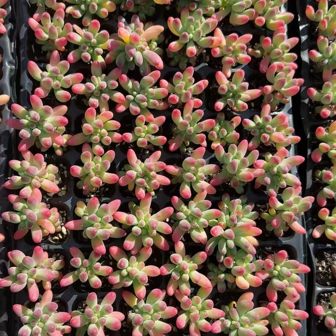 プラグトレー苗 20260129 – Page 2 – Top Succulent®