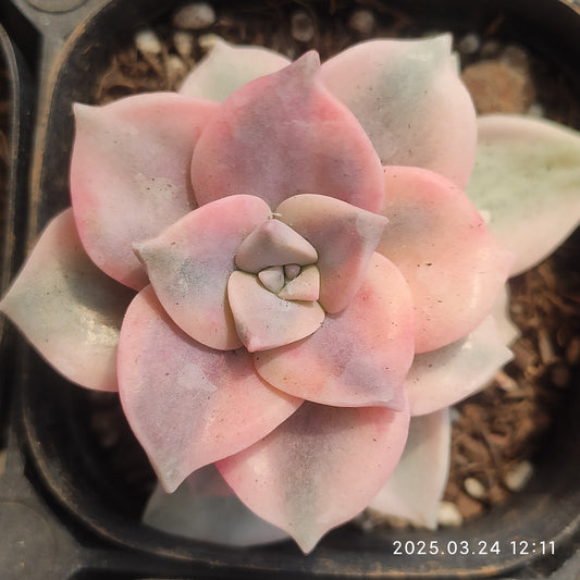 MMY478 スノーホワイト錦 (6.3cm pot)