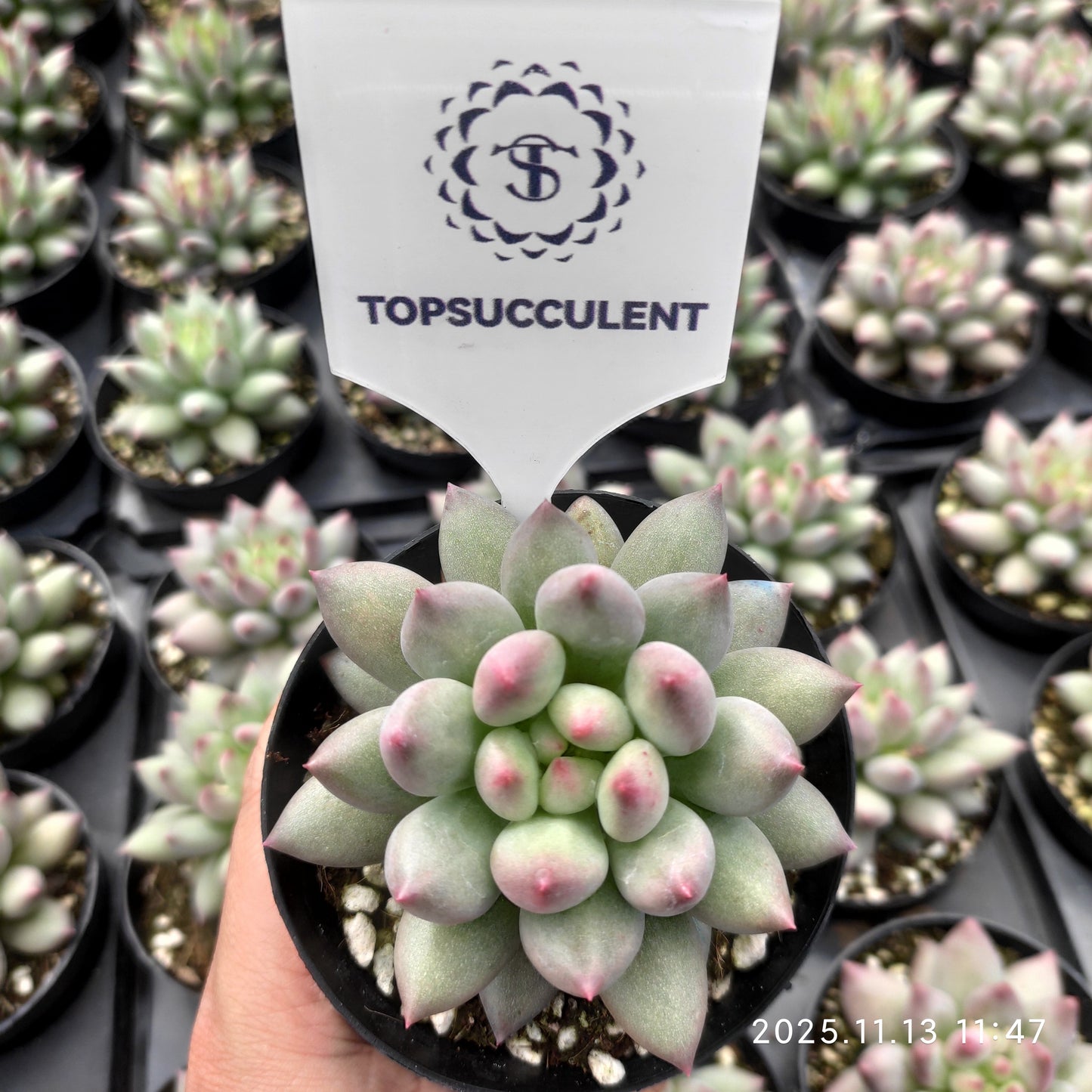 22441  イェオンジャー（9cm pot）